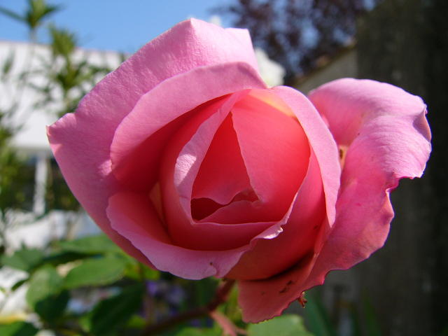 rose